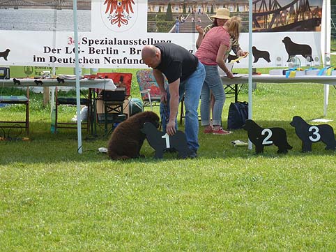 Tag des Hundes 2013 Bild 8